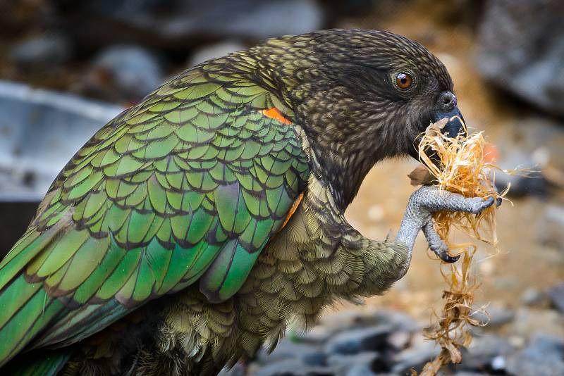 Zlínská zoo chová papoušky nestor kea od roku 2004