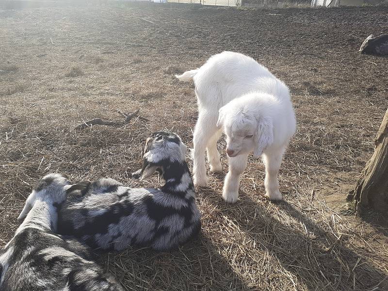 Kozí farma ve Vizovicích má první letošní kůzlata.