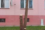 V ulicích Husova, Milíčova a Chelčického už padla k zemi celkově šedesátka stromů. 