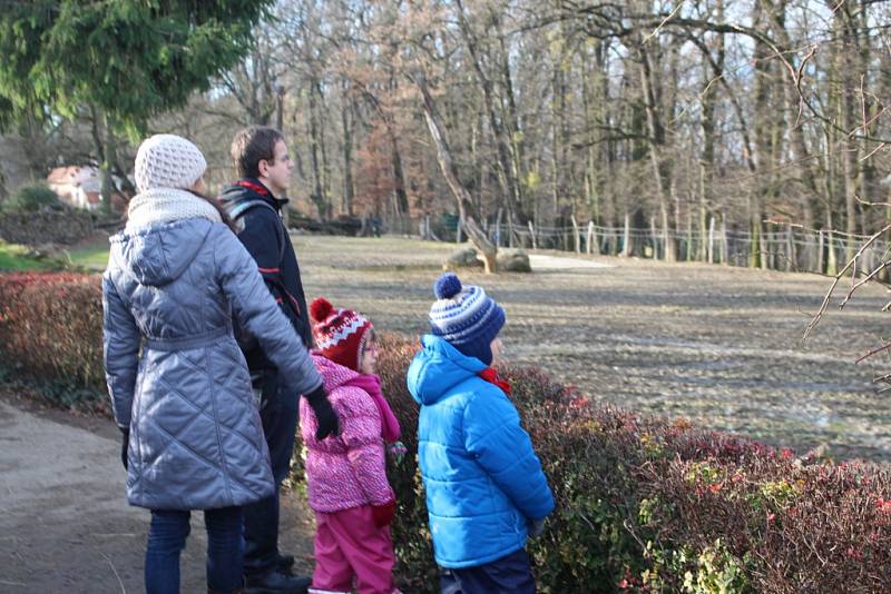 Štědrý den v zoo mezi slony a žirafami