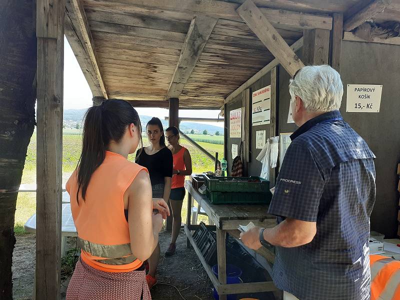 Samosběr jahod na Jahodové farmě v Holešově.