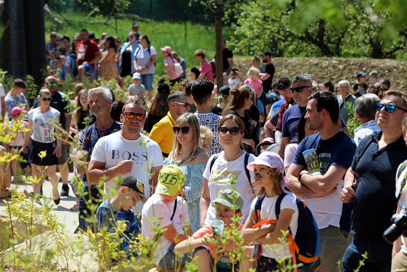 Slavnostní otevření Jaguar Trek v ZOO Lešná.