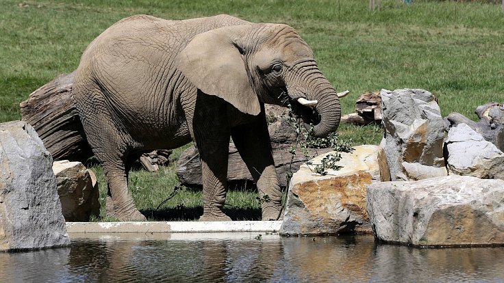 Sloní výběh v Zoo Zlín. Ilustrační foto