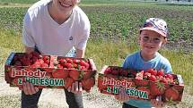 Samosběr jahod na Jahodové farmě v Holešově.