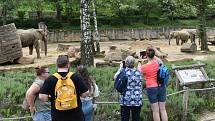 Veřejnost poprvé spatřila nově narozené mládě slona afrického. ZOO Lešná, Zlín.