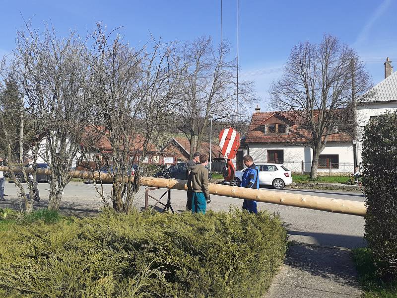 Stavění máje v obci Provodov na Zlínsku 30. dubna 2021.