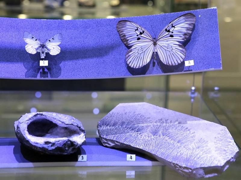 Výstava Létající drahokamy v muzeu jihovýchodní Moravy ve Zlíně.