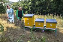 Zahradu Čiperovy vily obývají včely. Zlíňané mohou sledovat život v úlu online