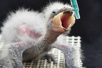 Samička papouška kea, která se vylíhla 10. března, zdárně prospívá a již brzy by se měla začlenit do rodinného hejna.