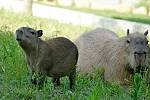 Zlínská zoo má nový přírůstek. Narodila se tam čtyři mláďata kapybar - největších hlodavců na světě.