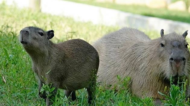 Zlínská zoo má nový přírůstek. Narodila se tam čtyři mláďata kapybar - největších hlodavců na světě.