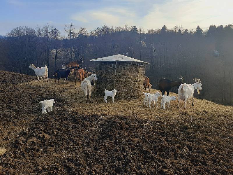Kozí farma ve Vizovicích má první letošní kůzlata. Narodilo se jich devadesát, další várka devadesáti kůzlat se očekává.