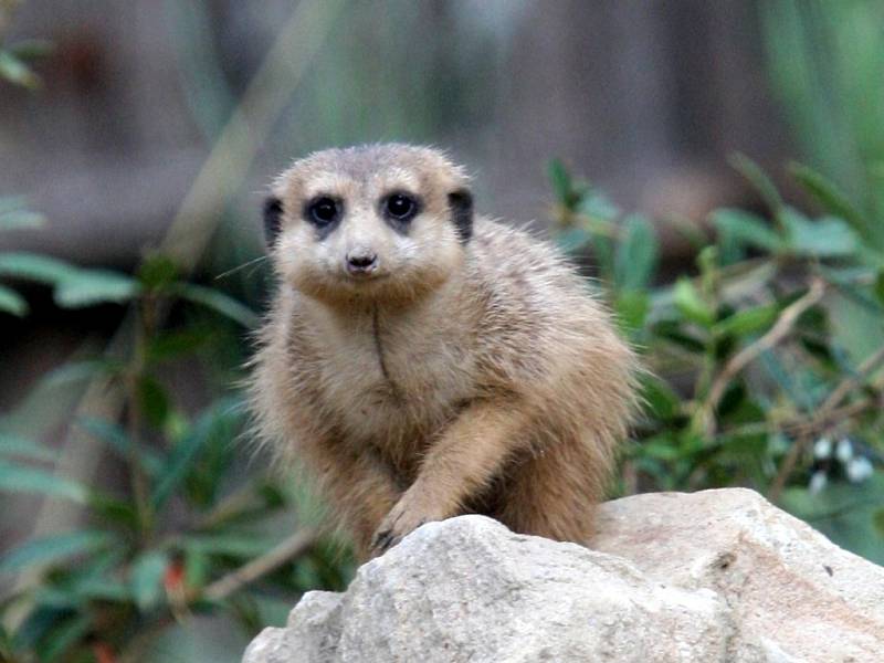 ZOO Lešná expozice Etiopie. Surikata