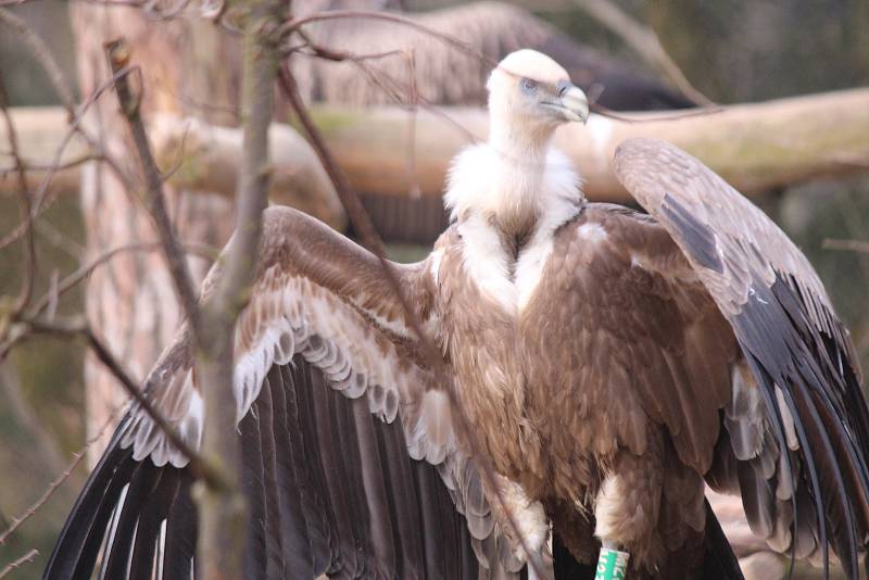 Ze zlínské zoo včera ráno do volné přírody zamířili další tři supi bělohlaví, 2 samičky a jeden samec.