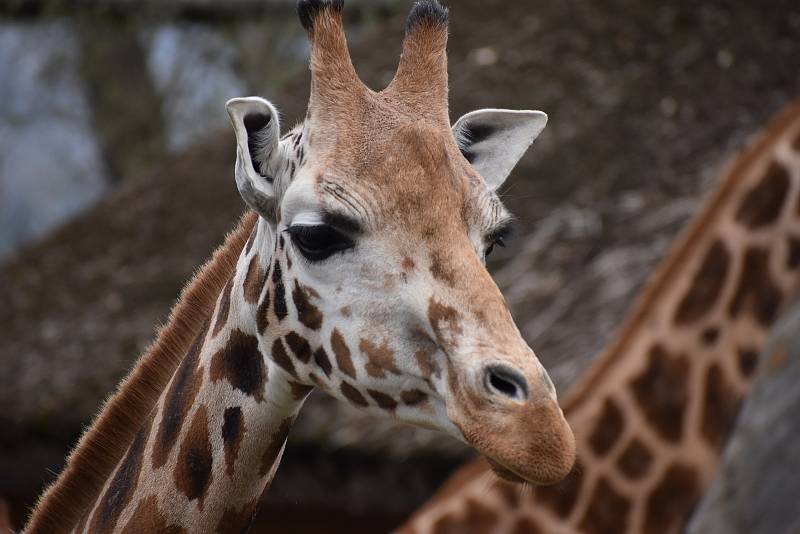 Zlínská zoologická zahrada, duben 2021.