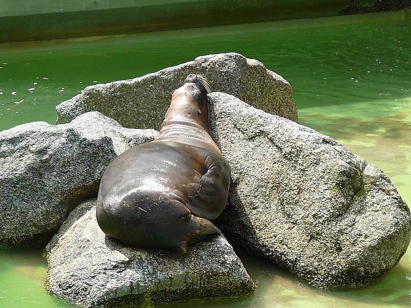 Lachtani ve zlínské zoo.