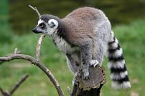 Neprostupná průhledná stěna má lemury v zoo chránit před neukázněnými obdivovateli.