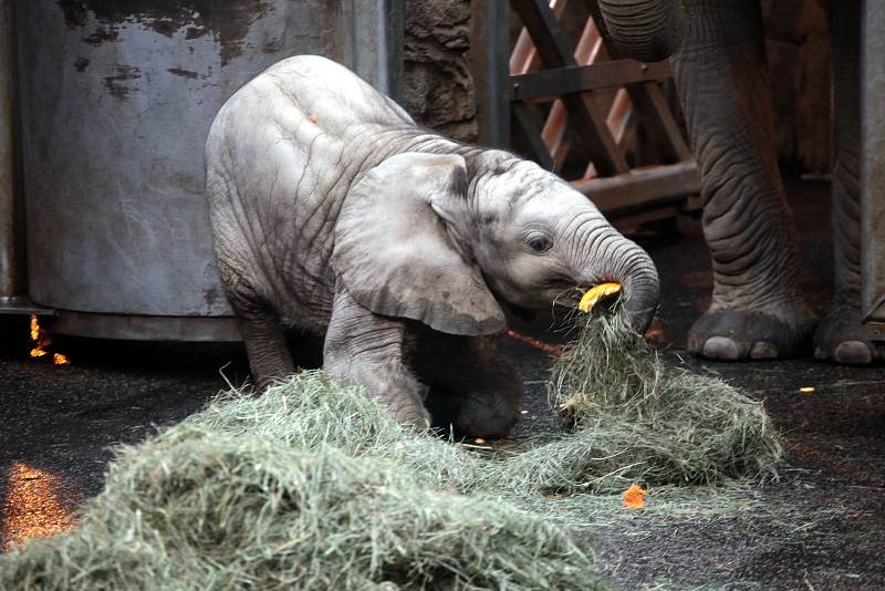 Oslava 6 ti měsíců slůněte afrického v ZOO Lešná ve Zlíně.