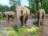Ve zlínské zoo oslavili kulaté narozeniny jejich nejmladší slonice. 