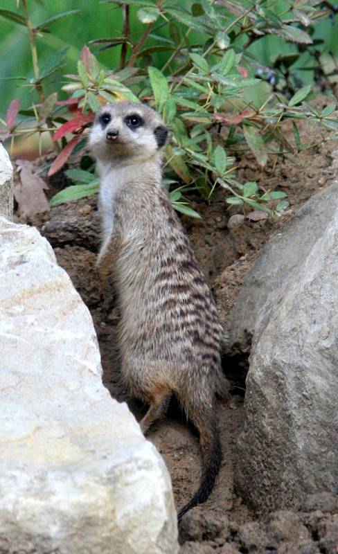 ZOO Lešná expozice Etiopie. Surikata