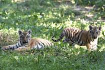Mláďata tygra ussurijského ve výběhu zlínské zoo na snímku z 29. srpna 2019