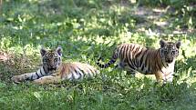 Mláďata tygra ussurijského ve výběhu zlínské zoo na snímku z 29. srpna 2019
