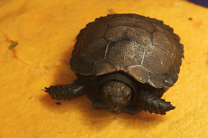 Mládě asijské želvy mohutné podruhu phayrei ze zlínské zoo je jediným, které se v roce 2020 podařilo ve světových zoologických institucích odchovat. Na snímku vylíhnutý exemplář zvířete.