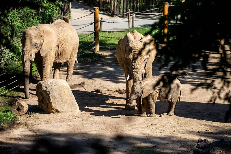 Sloni ve zlínské zoologické zahradě Lešná, 11. srpna 2022