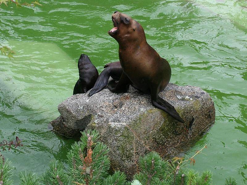 Představení mláděte lachtana hřivnatého ve zlínské zoo