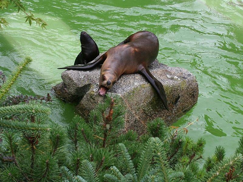 Představení mláděte lachtana hřivnatého ve zlínské zoo