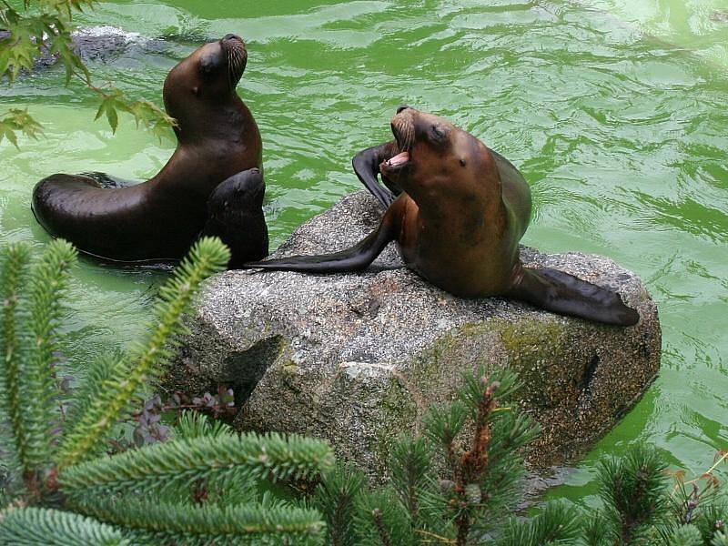 Představení mláděte lachtana hřivnatého ve zlínské zoo