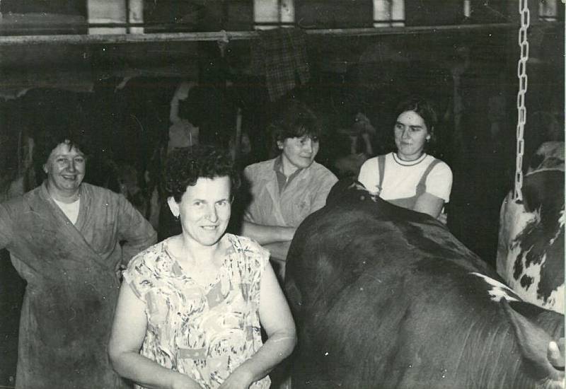 ROK 1960. Ošetřovatelky a dojičky v kravíně, který fungoval v obci.