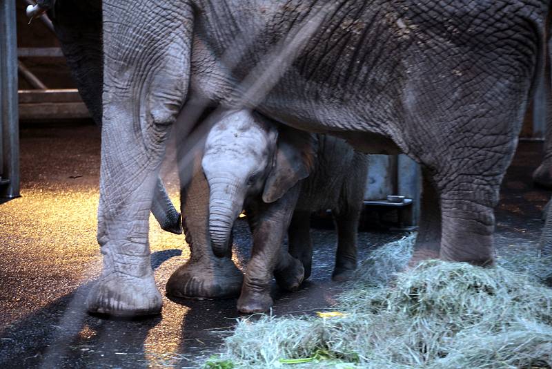 Oslava 6 ti měsíců slůněte afrického v ZOO Lešná ve Zlíně.