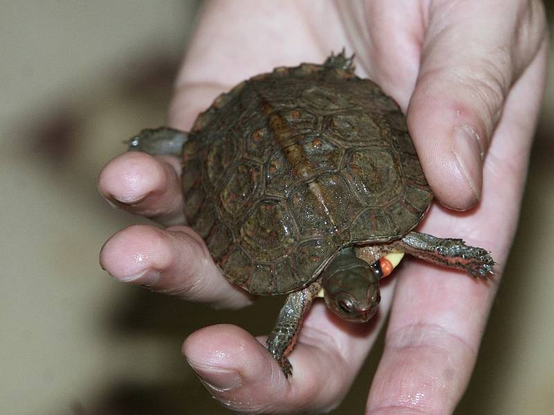 V zoologické zahradě Lešná na Zlínsku se narodila dvě mláďata želvy Rhinoclemmys pulcherrima