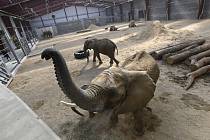 Sloni ve zlínské zoo
