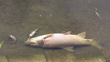 Úhyn ryb v Dřevnici ve Zlíně