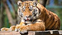 ZOO Zlín se 27. dubna 2020 po šesti týdnech znovu otevřela pro veřejnost. Na snímku tygr ussurijský.