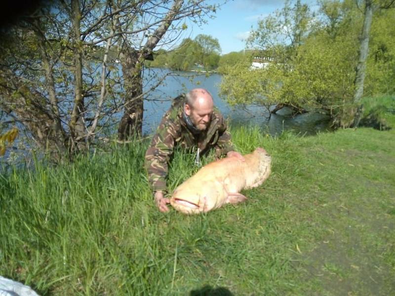 Otrokovický rybář David Kruml si první květnový čtvrtek připsal na tamním Štěrkovišti svůj životní úlovek - sumce albína o délce 188 centimetrů.