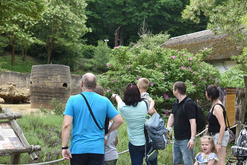 Veřejnost poprvé spatřila nově narozené mládě slona afrického. ZOO Lešná, Zlín.