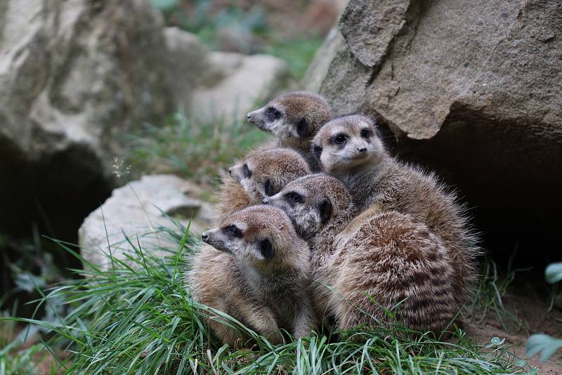 Zoo Zlín prožívá letos velmi úspěšnou sezónu.