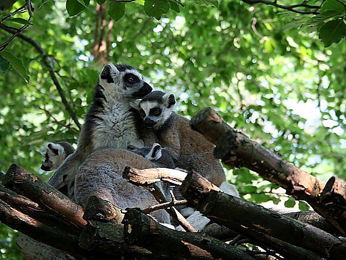 V Zoo Lešná přišla začátkem dubna na svět mláďata lemura katy. Dvě samičky porodily dokonce dvojčata.