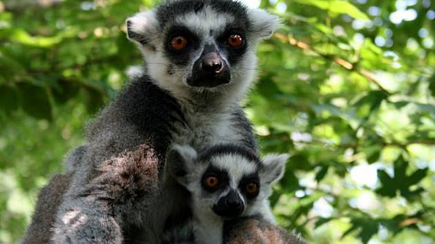 V Zoo Lešná přišla začátkem dubna na svět mláďata lemura katy. Dvě samičky porodily dokonce dvojčata.