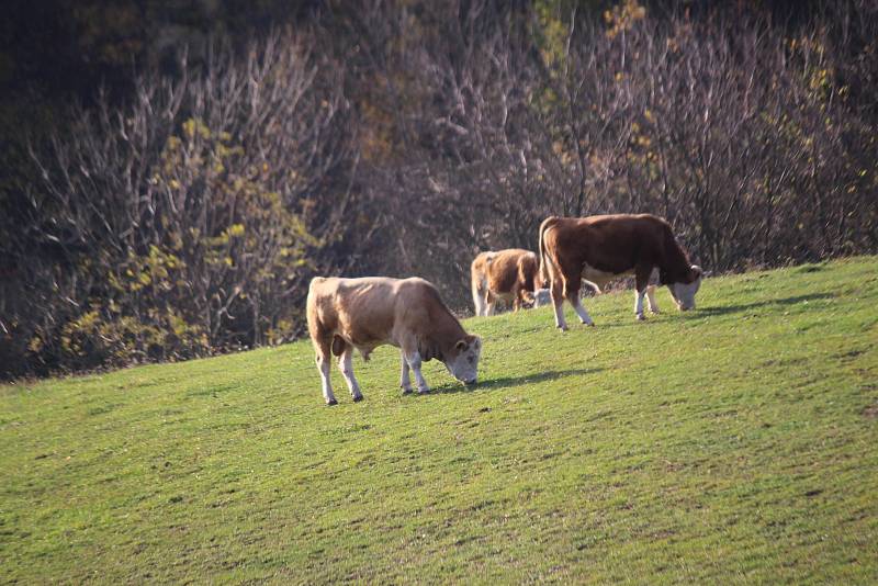 Farma, kde došlo k úhynu skotu. Podle policie šlo o zanedbání péče.