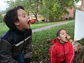 Zlínské Ekocentrum Čtyřlístek uspořádalo v neděli 9. října ve zlínské části Obeciny tradiční Jablečnou neděli. Lidé si mohli domů odnést jak čerstvě vylisovaný mošt, tak ochutnat i výrobky z jablek. Děti zase soutěžily na jablečné téma.