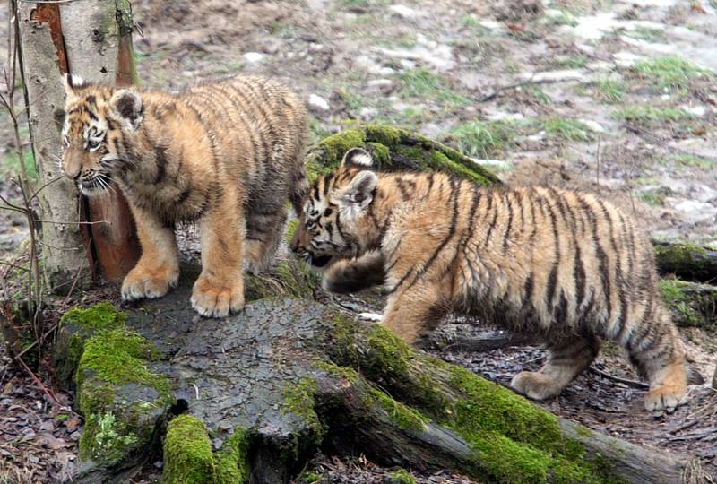 Ve zlínské zoo se narodila tři mláďata tygrů ussurijských