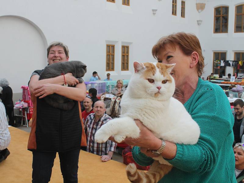 XIV. ročník Mezinárodní výstavy koček na zámku Nový Světlov v Bojkovicích na Uherskohradišťsku.