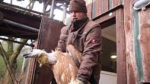 Ze zlínské zoo včera ráno do volné přírody zamířili další tři supi bělohlaví, 2 samičky a jeden samec.