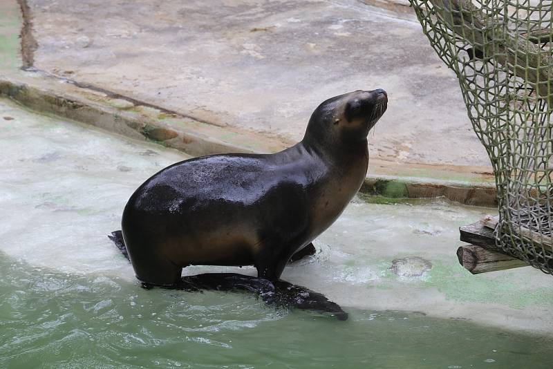 ZOO Lešná, lachtan hřívnatý,  samice Luna