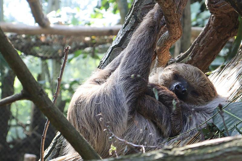 Zoo Zlín prožívá letos velmi úspěšnou sezónu.