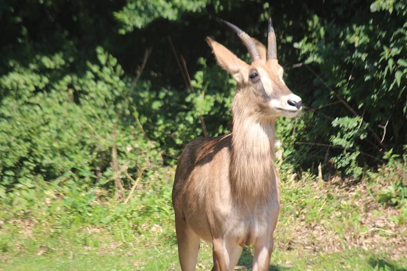 ZOO Zlín, mládě antilopy koňské